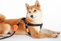Touchdog ® 'Macaron' 2-in-1 Durable Nylon Dog Harness and Leash - BIG FRENCHIES