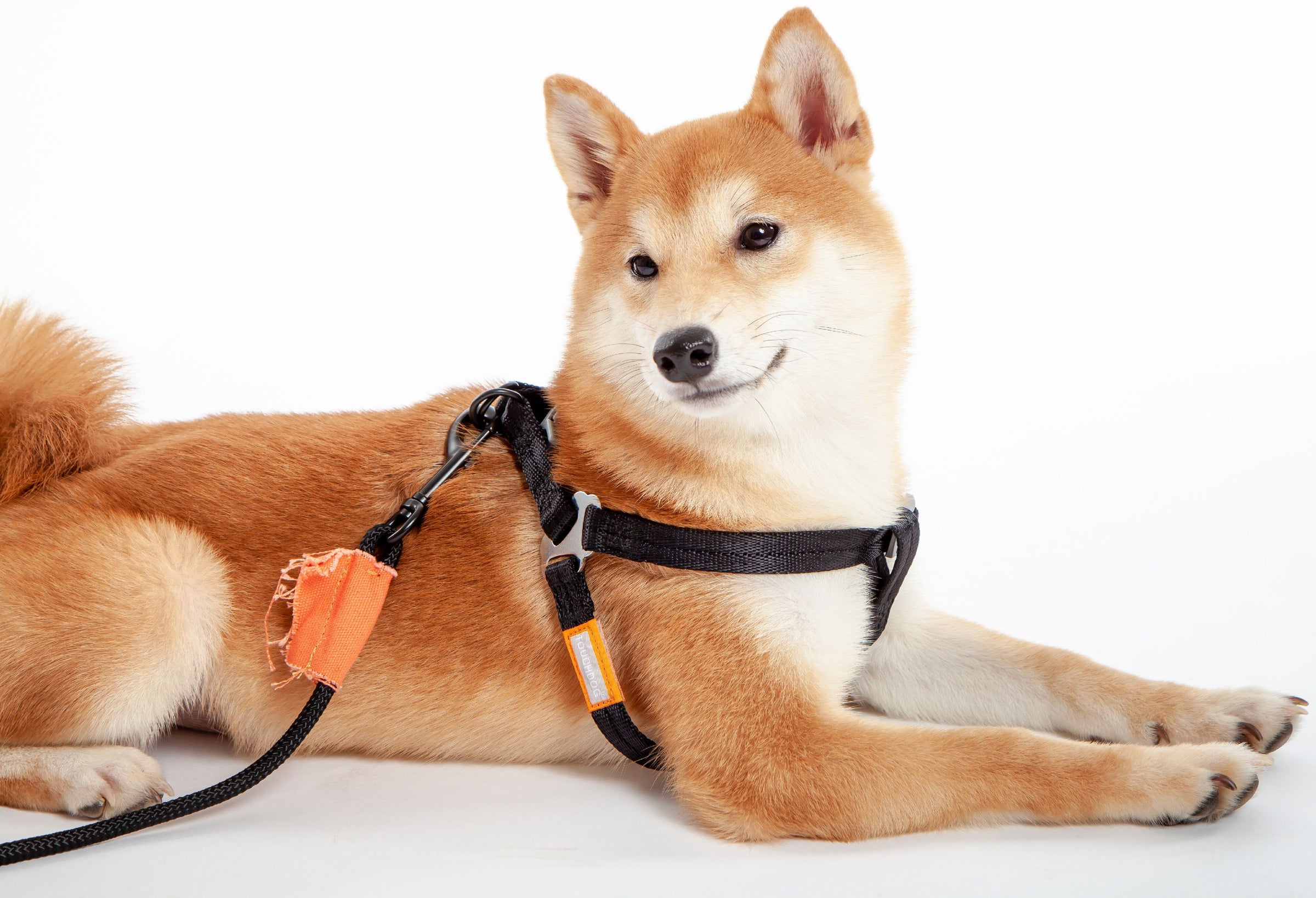 Touchdog ® 'Macaron' 2-in-1 Durable Nylon Dog Harness and Leash - BIG FRENCHIES