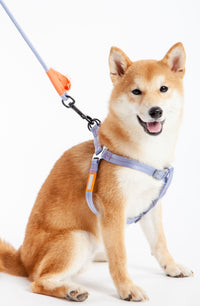 Touchdog ® 'Macaron' 2-in-1 Durable Nylon Dog Harness and Leash - BIG FRENCHIES