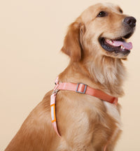 Touchdog ® 'Macaron' 2-in-1 Durable Nylon Dog Harness and Leash - BIG FRENCHIES