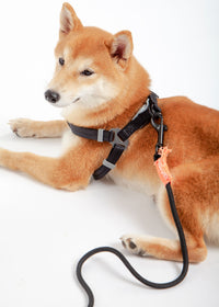 Touchdog ® 'Macaron' 2-in-1 Durable Nylon Dog Harness and Leash - BIG FRENCHIES