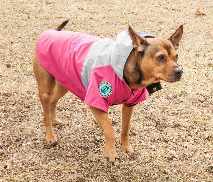 Touchdog ® 'Mount Pinnacle' Insulated Performance Retro Ski Dog Jacket - BIG FRENCHIES