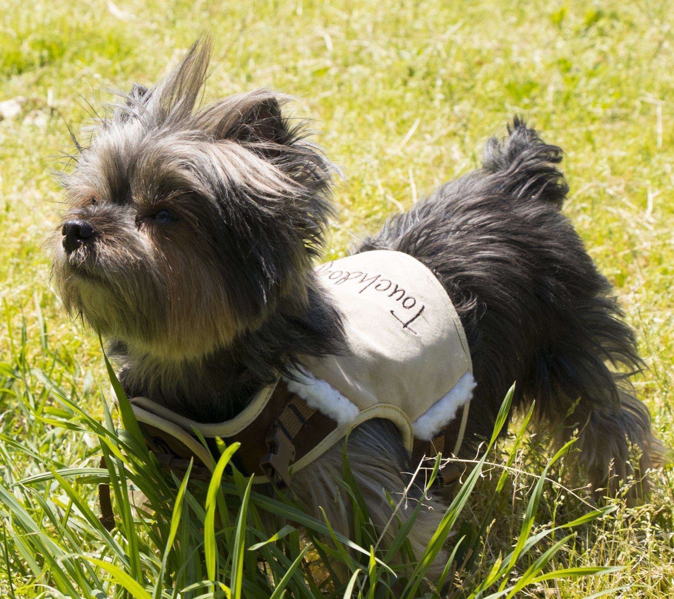 Touchdog ® 'Tough-Boutique' 2-in-1 Adjustable Fashion Dog Harness and Leash - BIG FRENCHIES