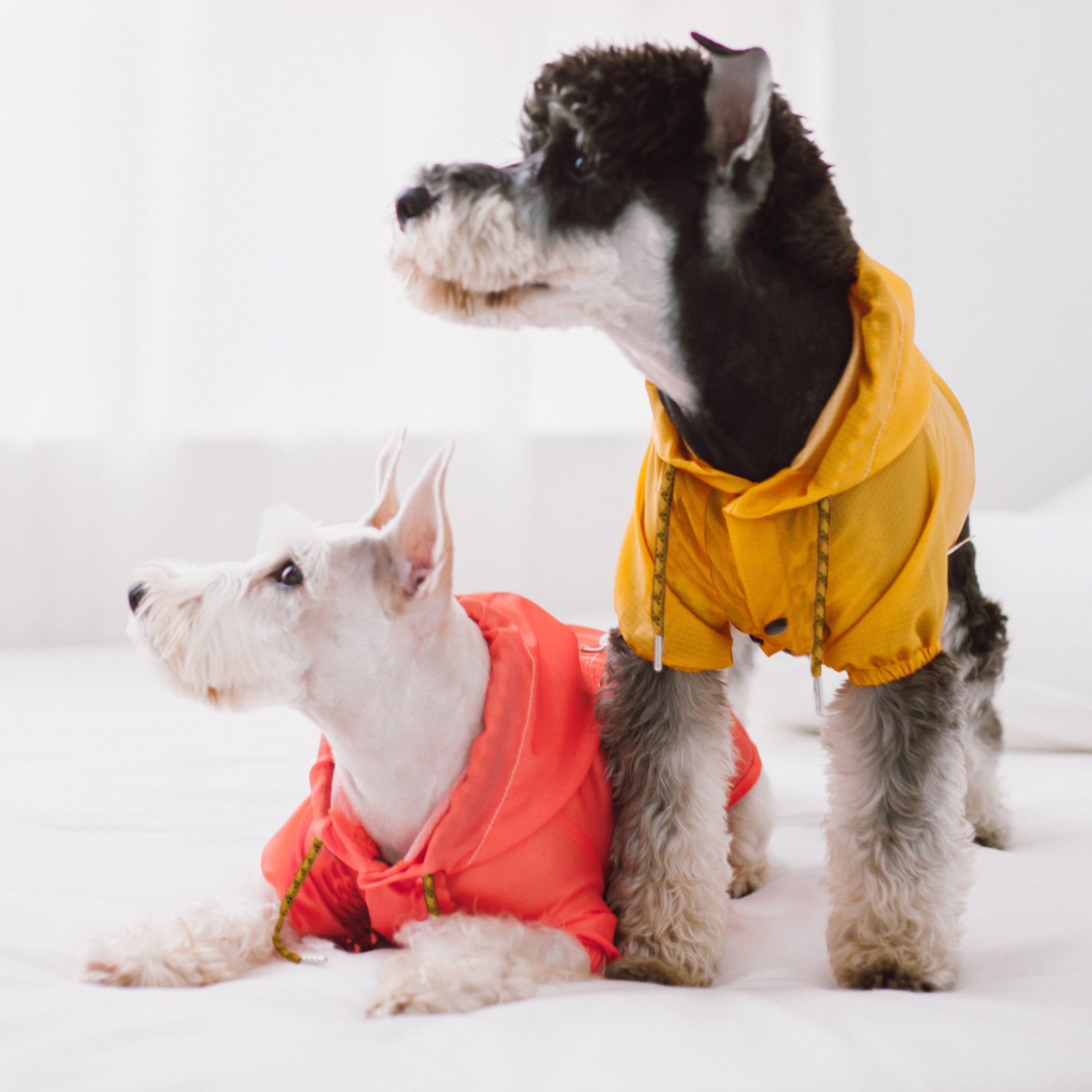 Touchdog Split-Vent Designer Waterproof Dog Raincoat - BIG FRENCHIES