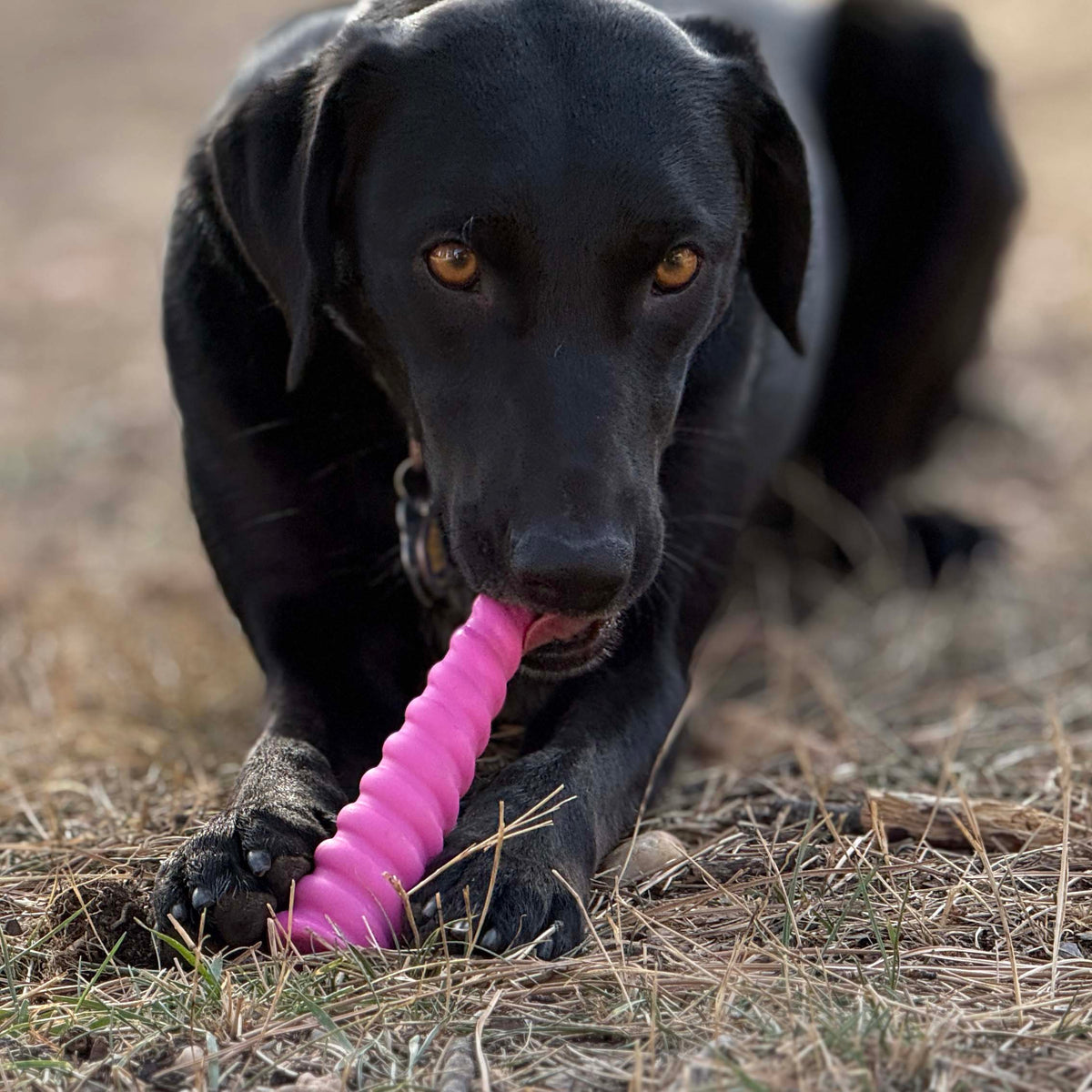 Unicorn Horn Nylon Dog Chew Toy | Durable for Aggressive Chewers | SodaPup - BIG FRENCHIES