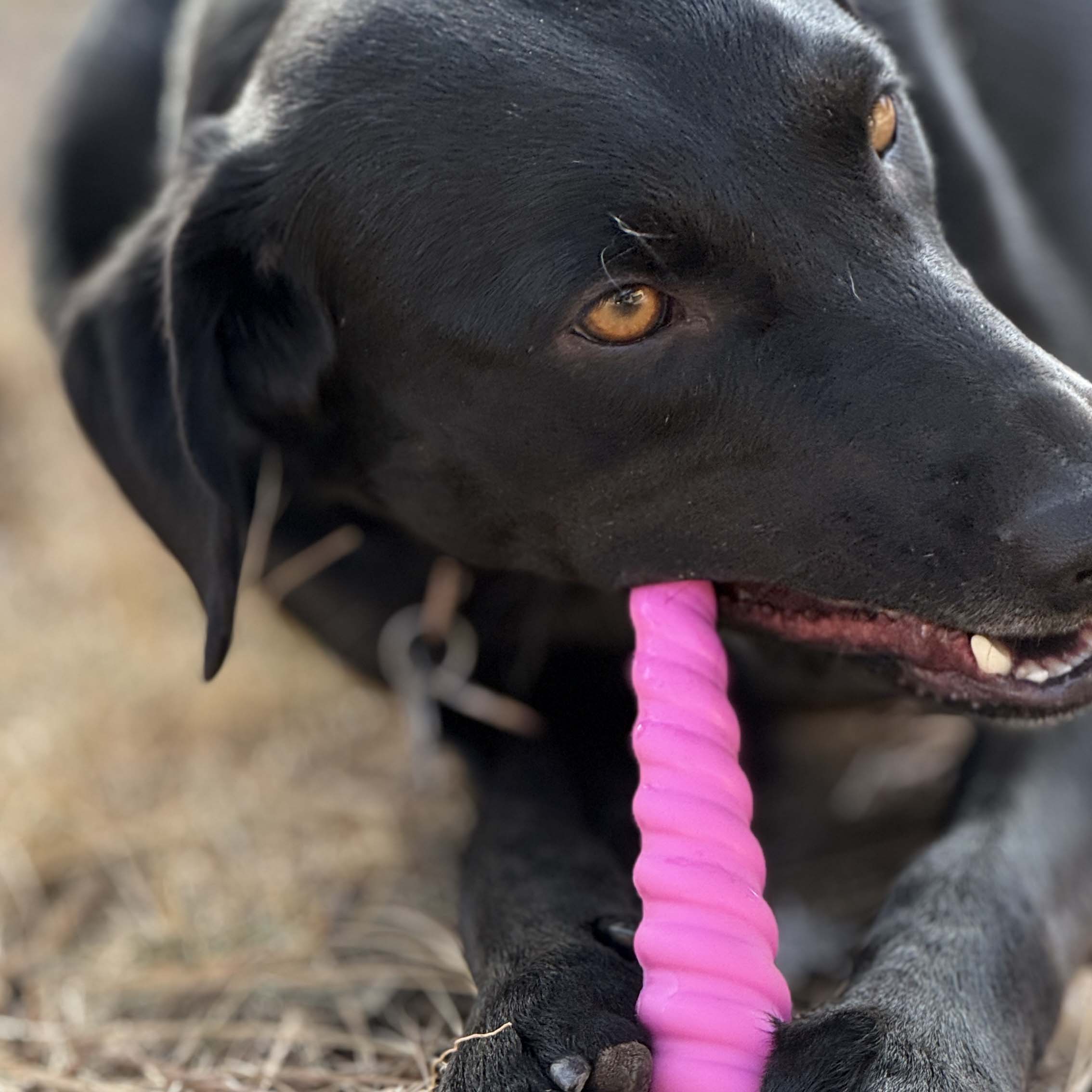 Unicorn Horn Nylon Dog Chew Toy | Durable for Aggressive Chewers | SodaPup - BIG FRENCHIES