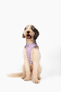 Harness