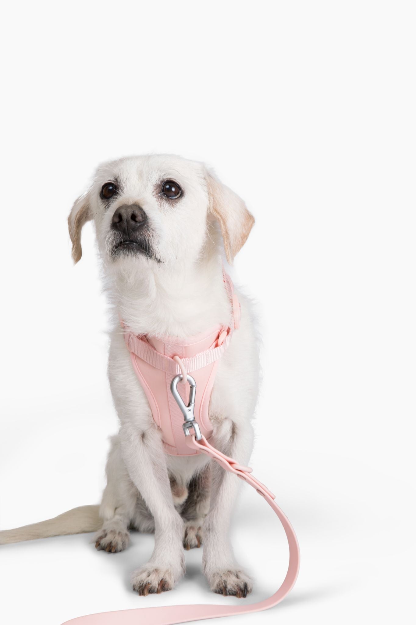 Harness