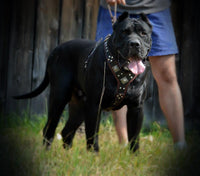 The "Eros" harness brown