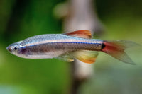 White Cloud Minnow