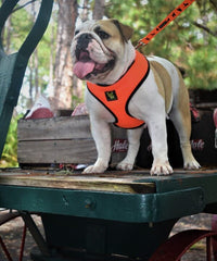 EcoBark Over-the-Head Dog Harnesses - 18 Colors & Patterns - BIG FRENCHIES