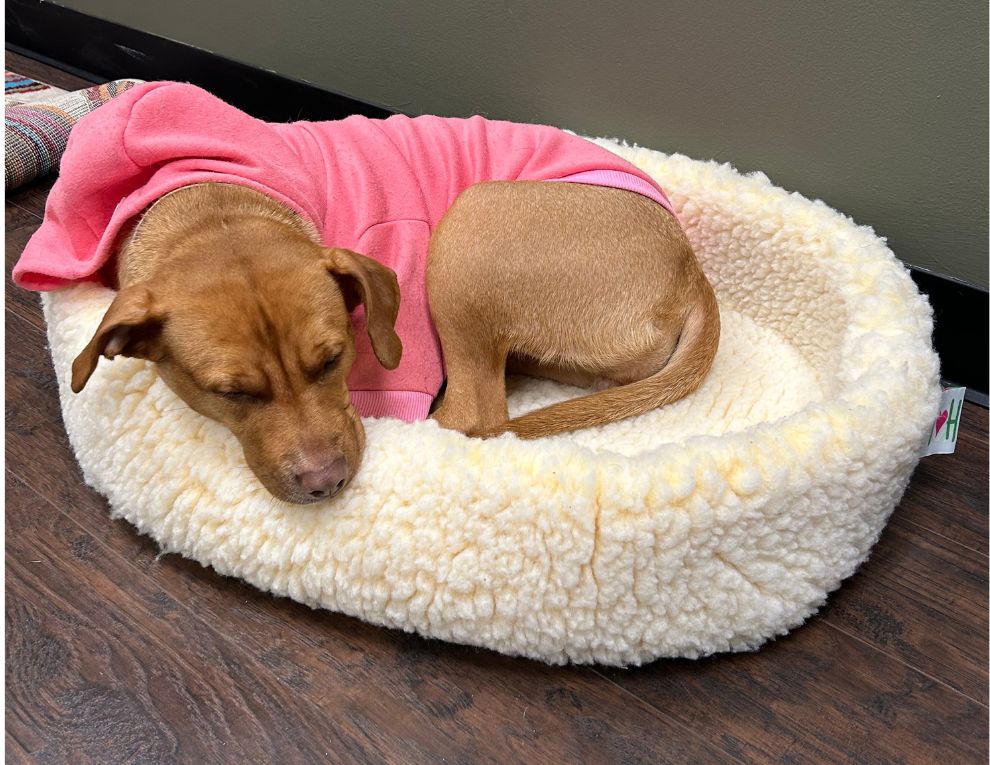 HuggleFleece® HuggleSnuggler™ Cat & Dog Beds - BIG FRENCHIES